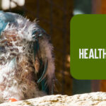 Common Health Issues in Pet Birds: How to Identify and Address Them