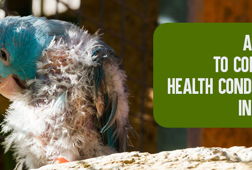 Common Health Issues in Pet Birds: How to Identify and Address Them