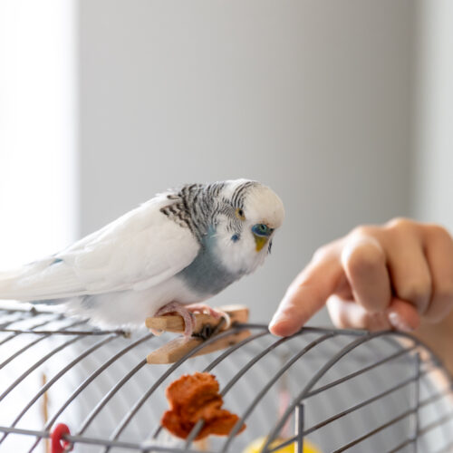 Breeding and Nesting for Pet Birds: A Comprehensive Guide